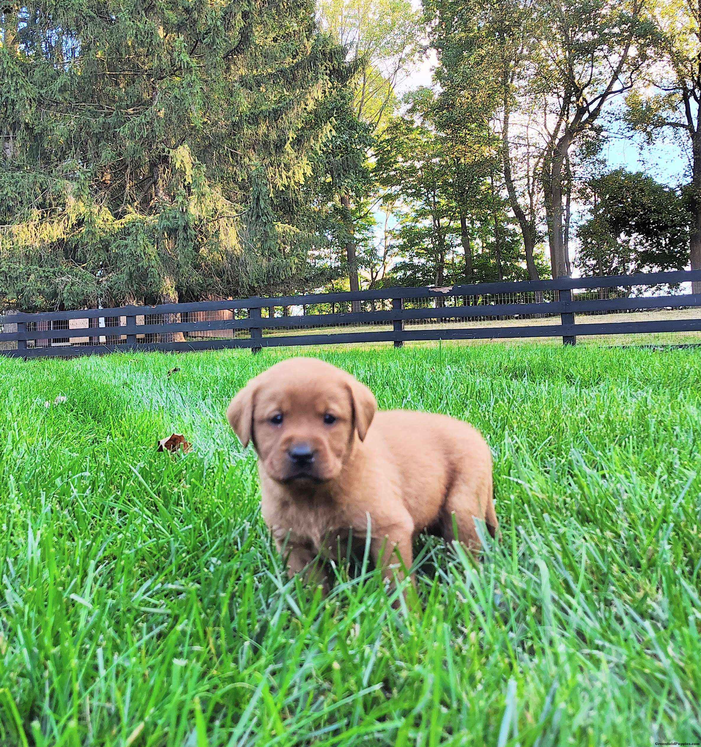 Nyla Fox Red Labrador Retriever Puppy For Sale in Pennsylvania